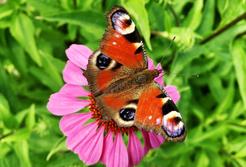 Big black butterfly Monarch walks on plant with flowers and green leaves after feeding. Butterfly monarch flying around a flower waving his beautiful bright wings. Moustached butterfly flying away.