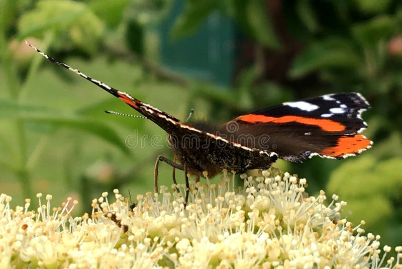 Big black butterfly Monarch walks on plant with flowers and green leaves after feeding. Butterfly monarch flying around a flower waving his beautiful bright wings. Moustached butterfly flying away.