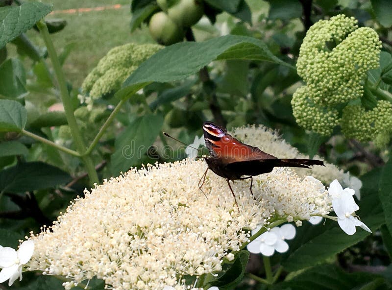 Big black butterfly Monarch walks on plant with flowers and green leaves after feeding. Butterfly monarch flying around a flower waving his beautiful bright wings. Moustached butterfly flying away.