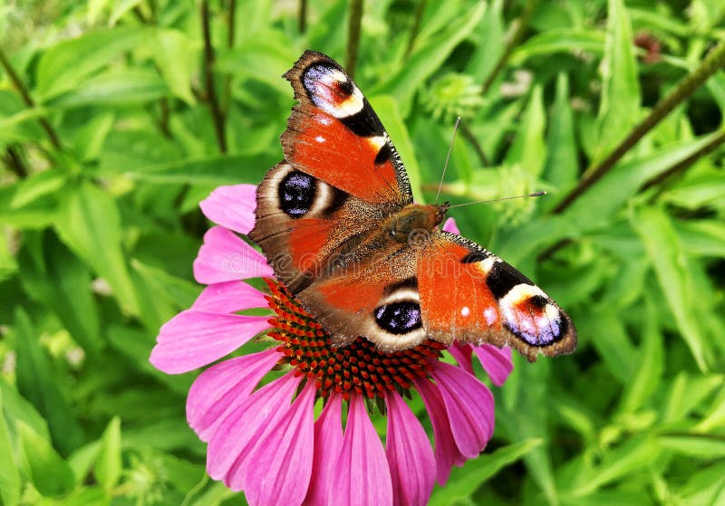 Big black butterfly Monarch walks on plant with flowers and green leaves after feeding. Butterfly monarch flying around a flower waving his beautiful bright wings. Moustached butterfly flying away.