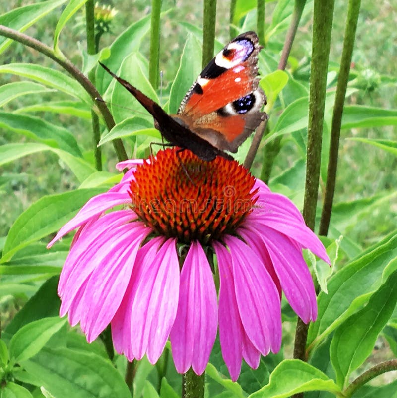 Big black butterfly Monarch walks on plant with flowers and green leaves after feeding. Butterfly monarch flying around a flower waving his beautiful bright wings. Moustached butterfly flying away.