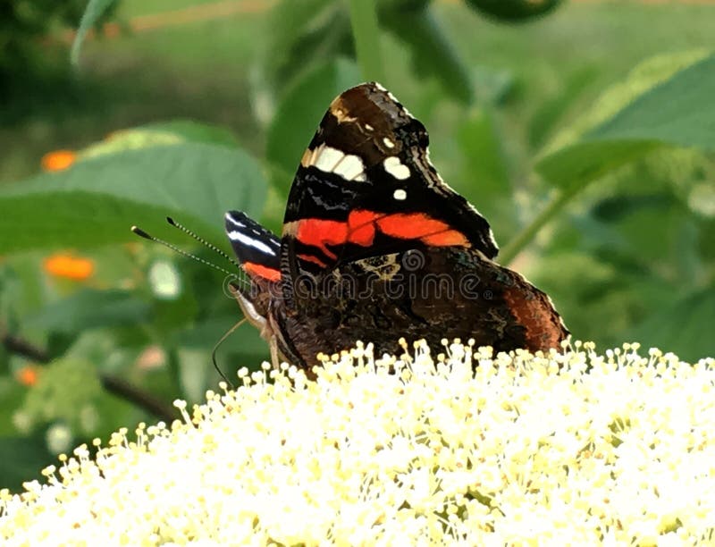 Big black butterfly Monarch walks on plant with flowers and green leaves after feeding. Butterfly monarch flying around a flower waving his beautiful bright wings. Moustached butterfly flying away.