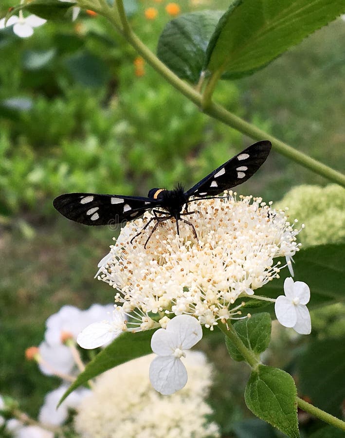 Big black butterfly Monarch walks on plant with flowers and green leaves after feeding. Butterfly monarch flying around a flower waving his beautiful bright wings. Moustached butterfly flying away.