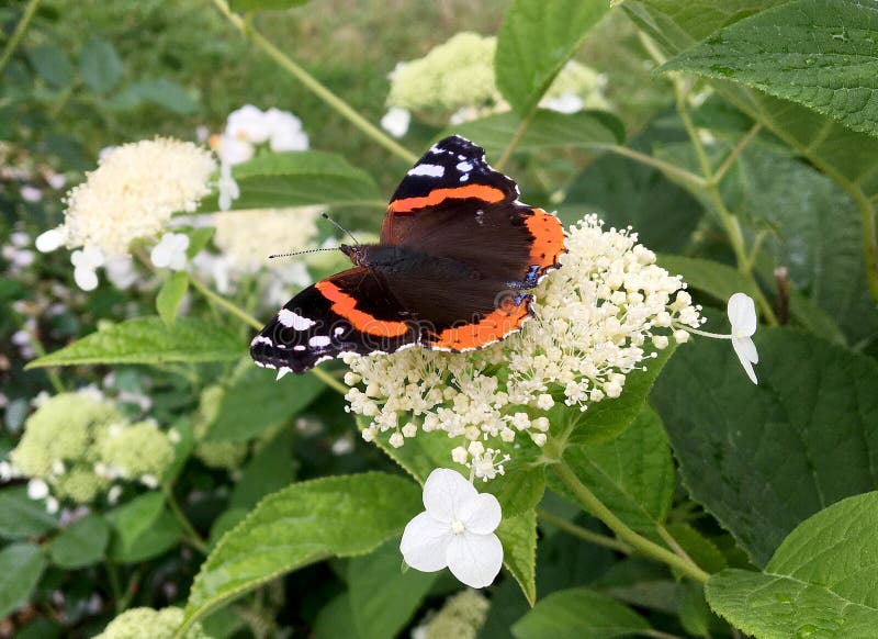 Big black butterfly Monarch walks on plant with flowers and green leaves after feeding. Butterfly monarch flying around a flower waving his beautiful bright wings. Moustached butterfly flying away.