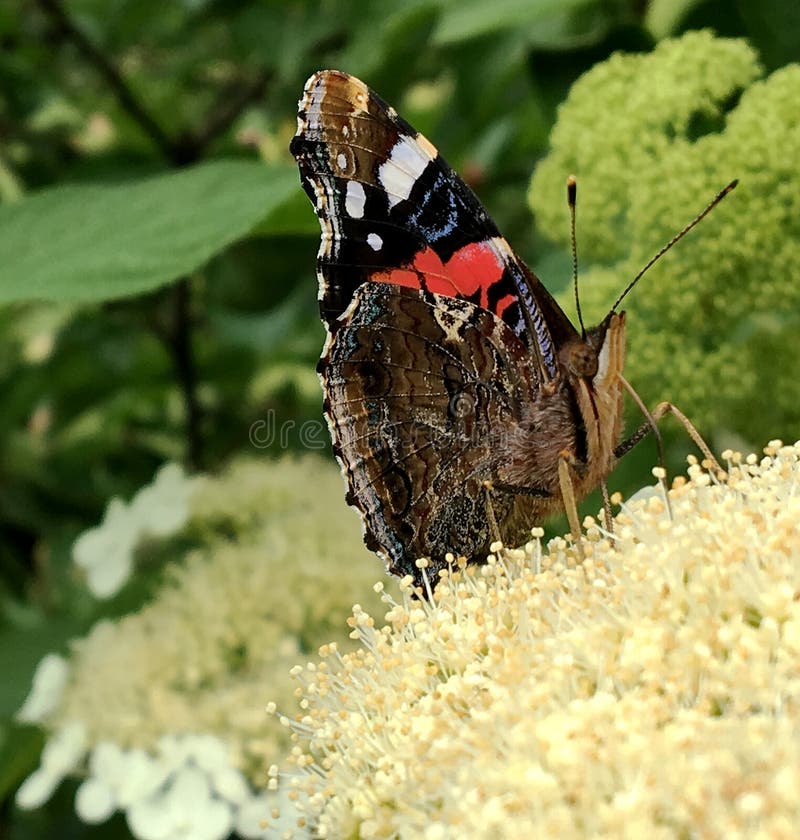 Big black butterfly Monarch walks on plant with flowers and green leaves after feeding. Butterfly monarch flying around a flower waving his beautiful bright wings. Moustached butterfly flying away.