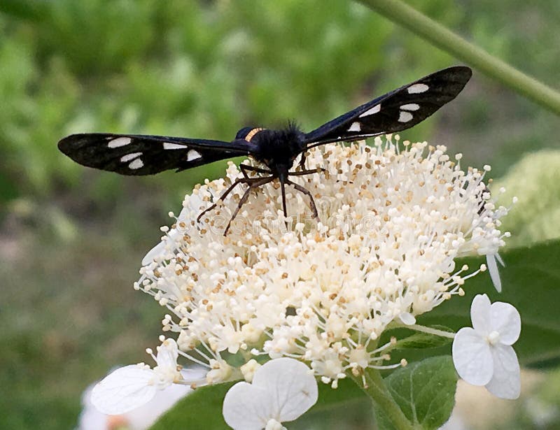 Big black butterfly Monarch walks on plant with flowers and green leaves after feeding. Butterfly monarch flying around a flower waving his beautiful bright wings. Moustached butterfly flying away.