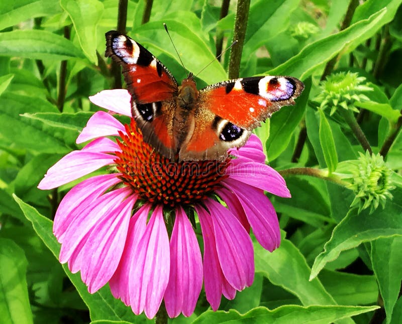 Big black butterfly Monarch walks on plant with flowers and green leaves after feeding. Butterfly monarch flying around a flower waving his beautiful bright wings. Moustached butterfly flying away.