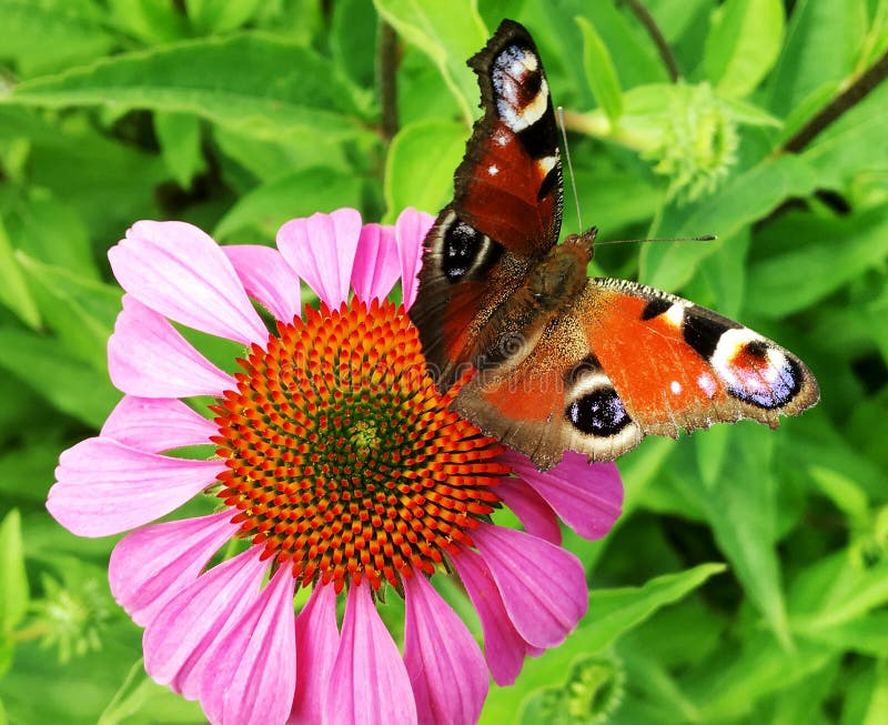 Big black butterfly Monarch walks on plant with flowers and green leaves after feeding. Butterfly monarch flying around a flower waving his beautiful bright wings. Moustached butterfly flying away.