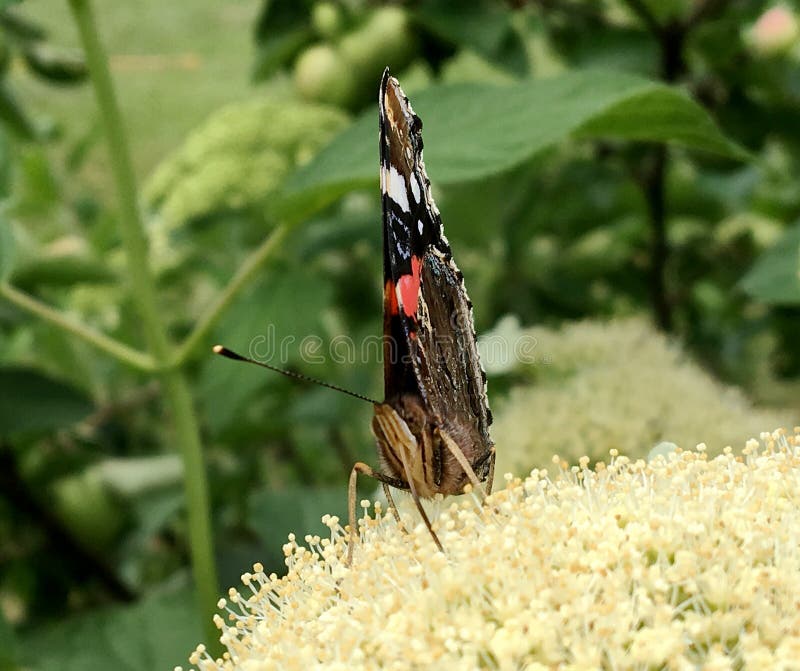 Big black butterfly Monarch walks on plant with flowers and green leaves after feeding. Butterfly monarch flying around a flower waving his beautiful bright wings. Moustached butterfly flying away.