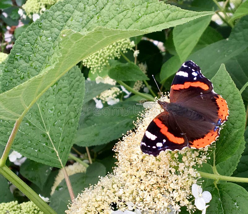 Big black butterfly Monarch walks on plant with flowers and green leaves after feeding. Butterfly monarch flying around a flower waving his beautiful bright wings. Moustached butterfly flying away.