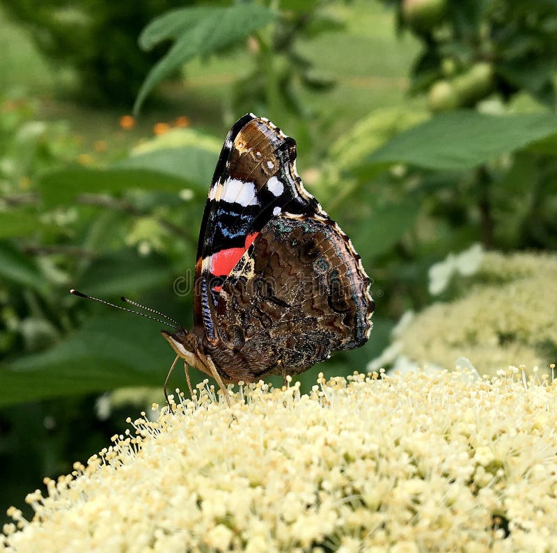 Big black butterfly Monarch walks on plant with flowers and green leaves after feeding. Butterfly monarch flying around a flower waving his beautiful bright wings. Moustached butterfly flying away.