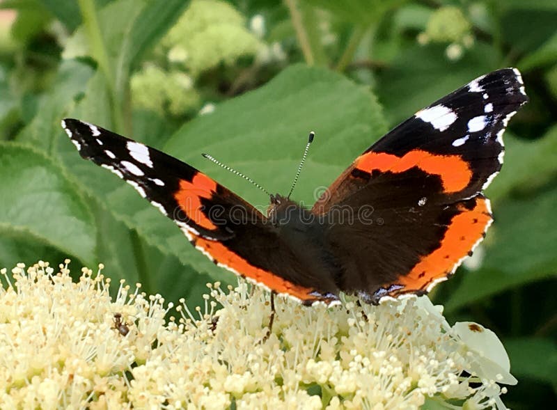 Big black butterfly Monarch walks on plant with flowers and green leaves after feeding. Butterfly monarch flying around a flower waving his beautiful bright wings. Moustached butterfly flying away.