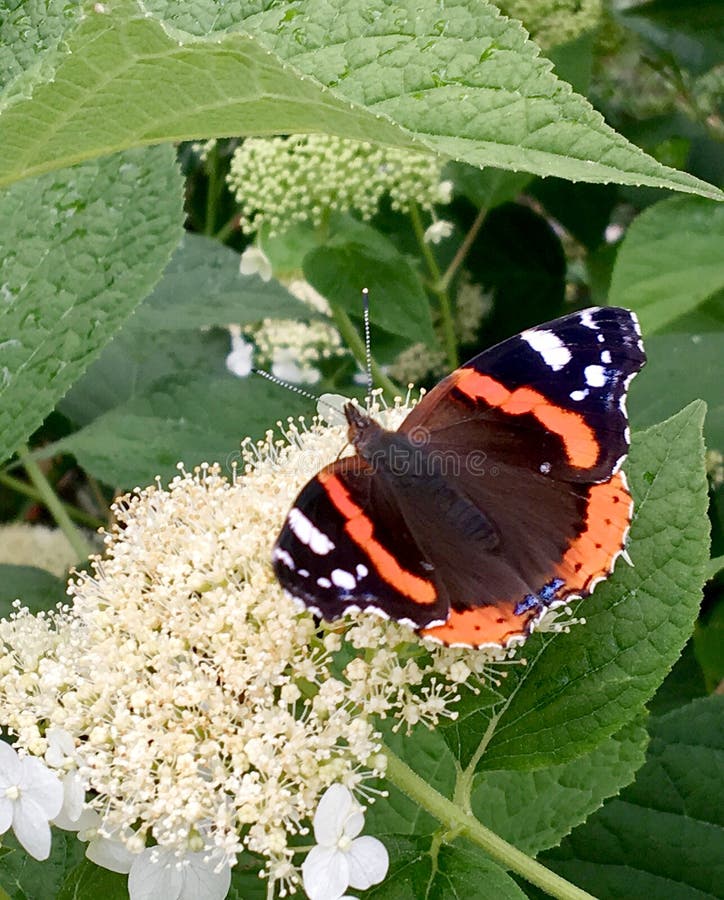 Big black butterfly Monarch walks on plant with flowers and green leaves after feeding. Butterfly monarch flying around a flower waving his beautiful bright wings. Moustached butterfly flying away.