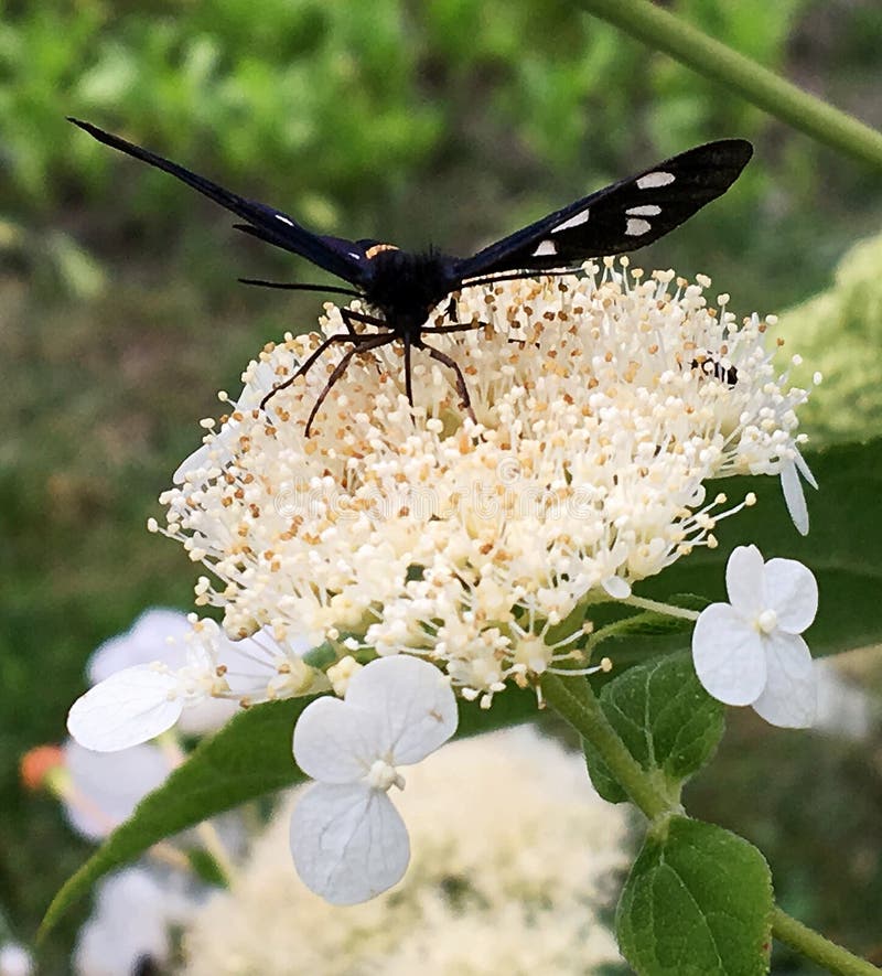 Big black butterfly Monarch walks on plant with flowers and green leaves after feeding. Butterfly monarch flying around a flower waving his beautiful bright wings. Moustached butterfly flying away.