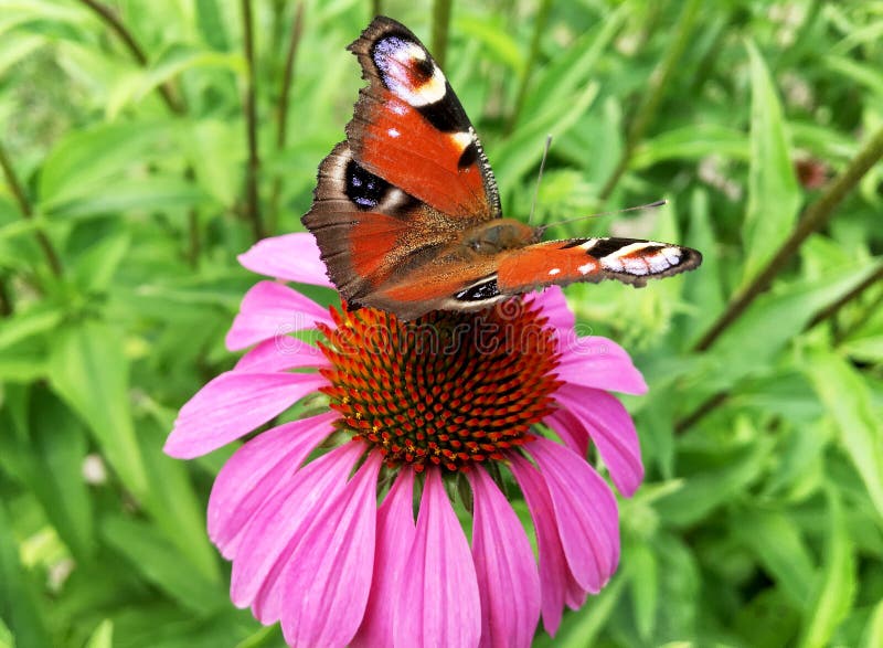 Big black butterfly Monarch walks on plant with flowers and green leaves after feeding. Butterfly monarch flying around a flower waving his beautiful bright wings. Moustached butterfly flying away.