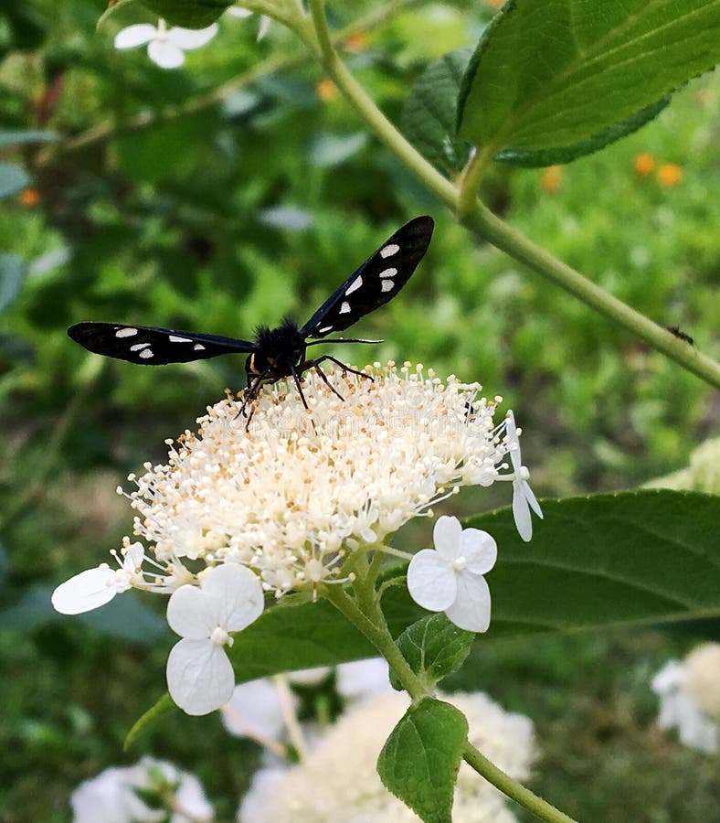 Big black butterfly Monarch walks on plant with flowers and green leaves after feeding. Butterfly monarch flying around a flower waving his beautiful bright wings. Moustached butterfly flying away.