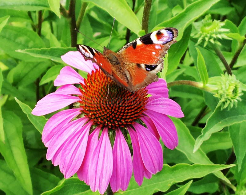 Big black butterfly Monarch walks on plant with flowers and green leaves after feeding. Butterfly monarch flying around a flower waving his beautiful bright wings. Moustached butterfly flying away.