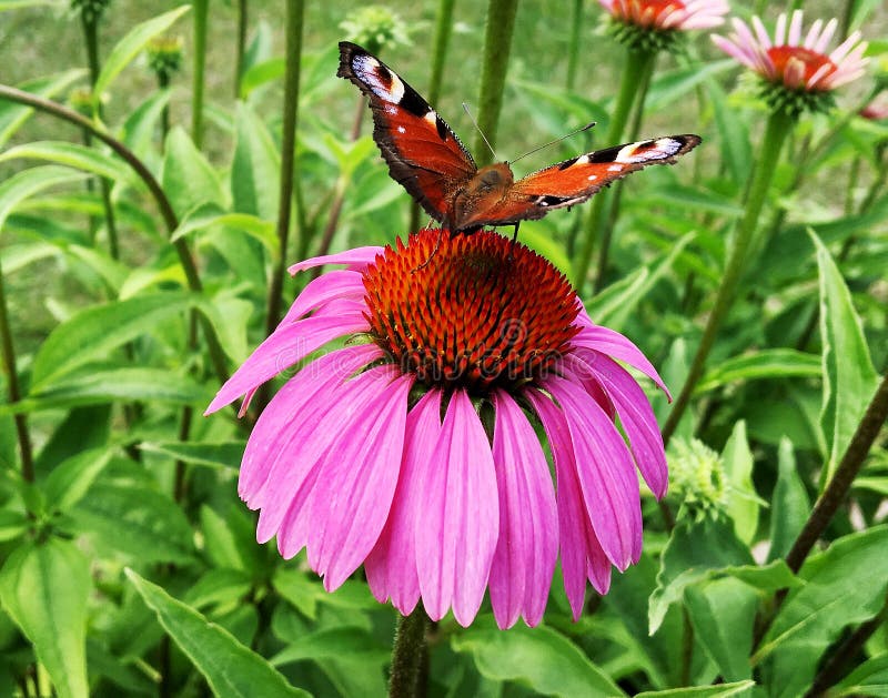 Big black butterfly Monarch walks on plant with flowers and green leaves after feeding. Butterfly monarch flying around a flower waving his beautiful bright wings. Moustached butterfly flying away.