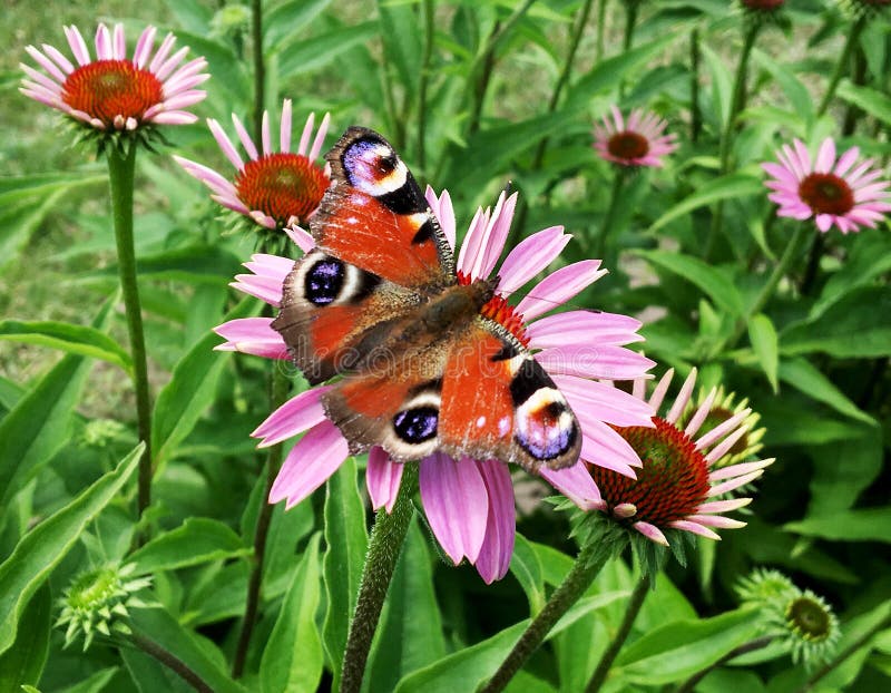 Big black butterfly Monarch walks on plant with flowers and green leaves after feeding. Butterfly monarch flying around a flower waving his beautiful bright wings. Moustached butterfly flying away.