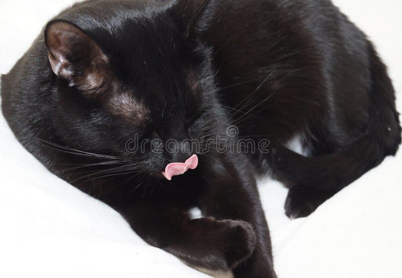 A Big Black Cat is Lying on a White Sheet. Licking His Lips. Stock