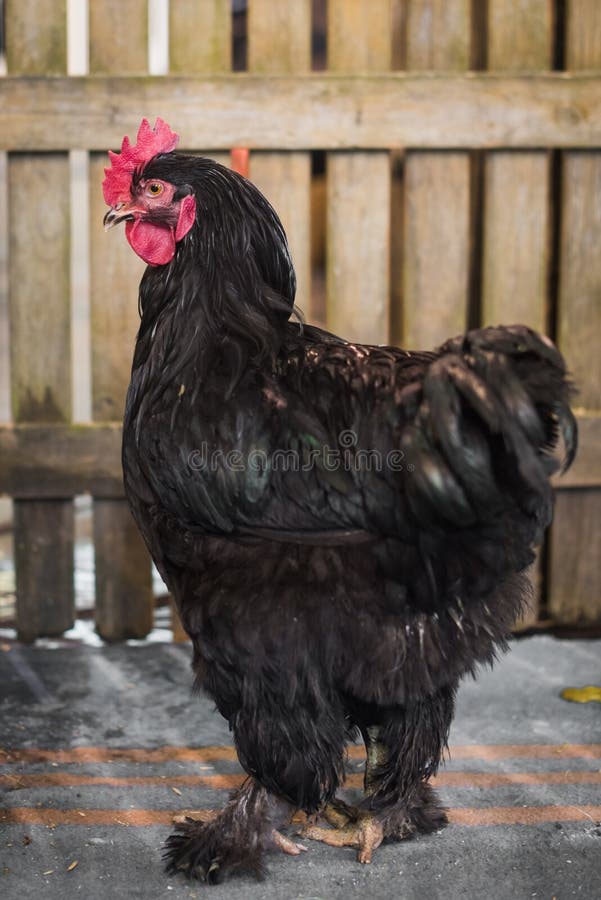 Photos Of Black Cocks