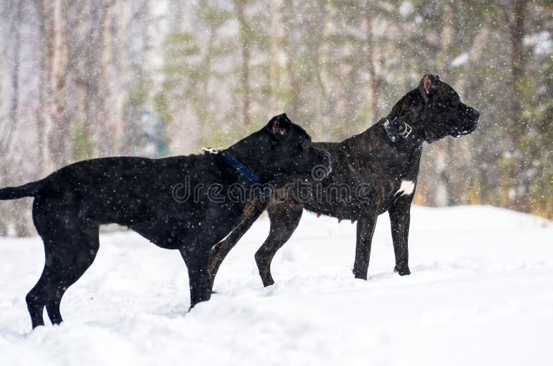 Big Black Dog Cane Corso in Winter Walk in the Snow in the Forest