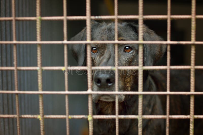 Big Black Dog Labrador Locked in the Cage in Shelter Stock Image