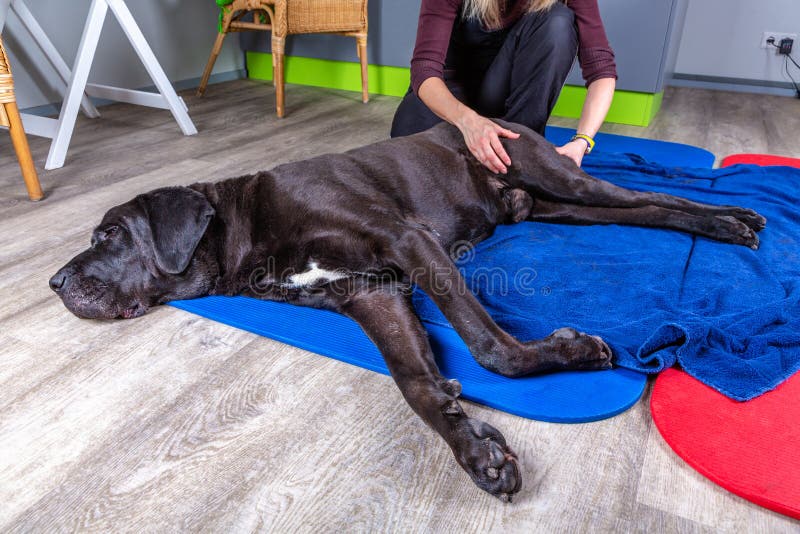 Big Black Dog Lying on the Floor and Gets a Massage Stock Photo - Image of office, hospital: 205553460 Big Black Dog Lying on the Floor and Gets a Massage Stock Photo - Image of office, hospital: 205553460