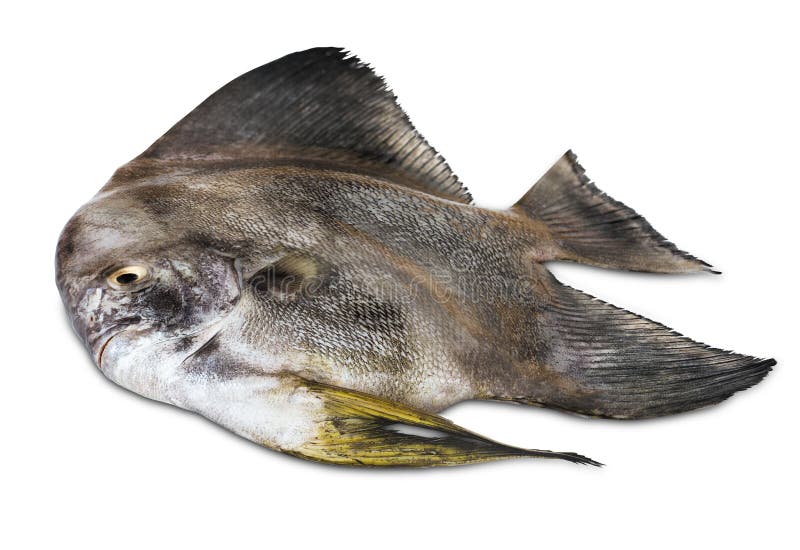 flat black fish flat black fish