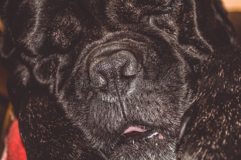 The big and black sleepy dog lies at home. Breed of Kan Corso, French bulldog. Lovely muzzle. Pet. royalty free stock photo The big and black sleepy dog lies at home. Breed of Kan Corso, French bulldog. Lovely muzzle. Pet. royalty free stock photo