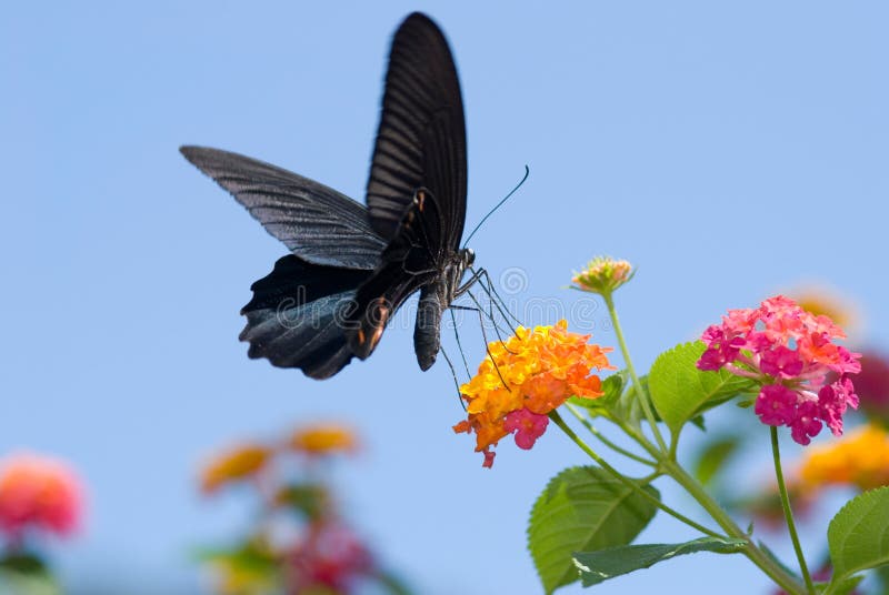 Big black swallowtail butterfly flying under blue sky, feeding on flowers