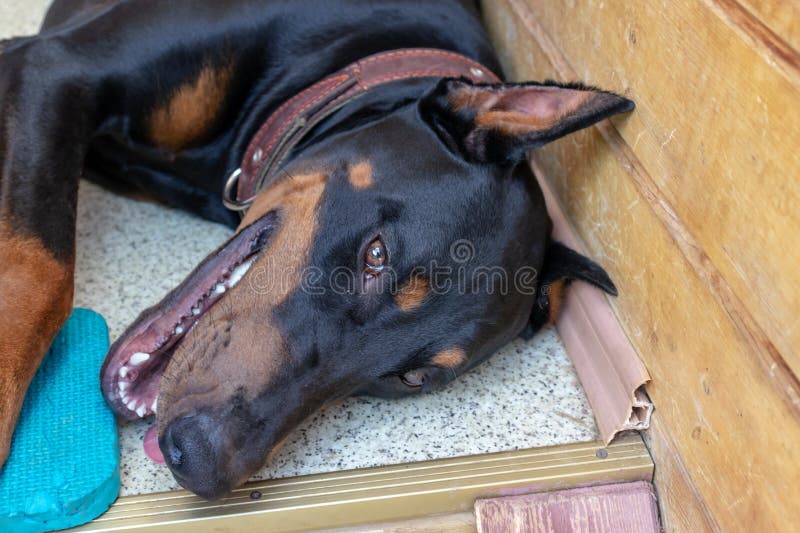 doberman big bone