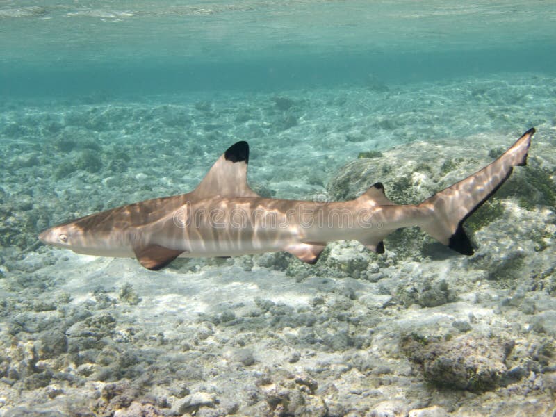 Big Blacktip reef shark