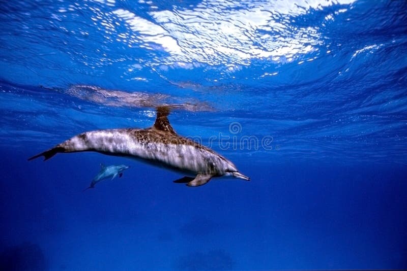 Delfíny plávanie povrch.