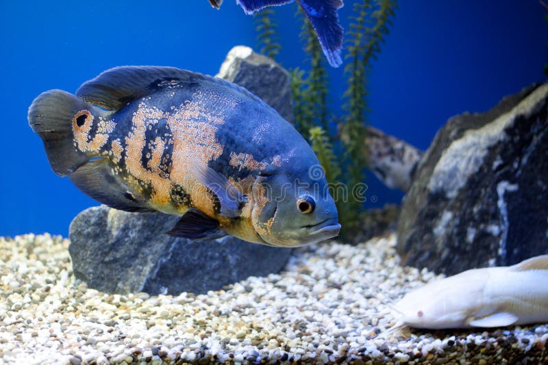 Big blue fish underwater