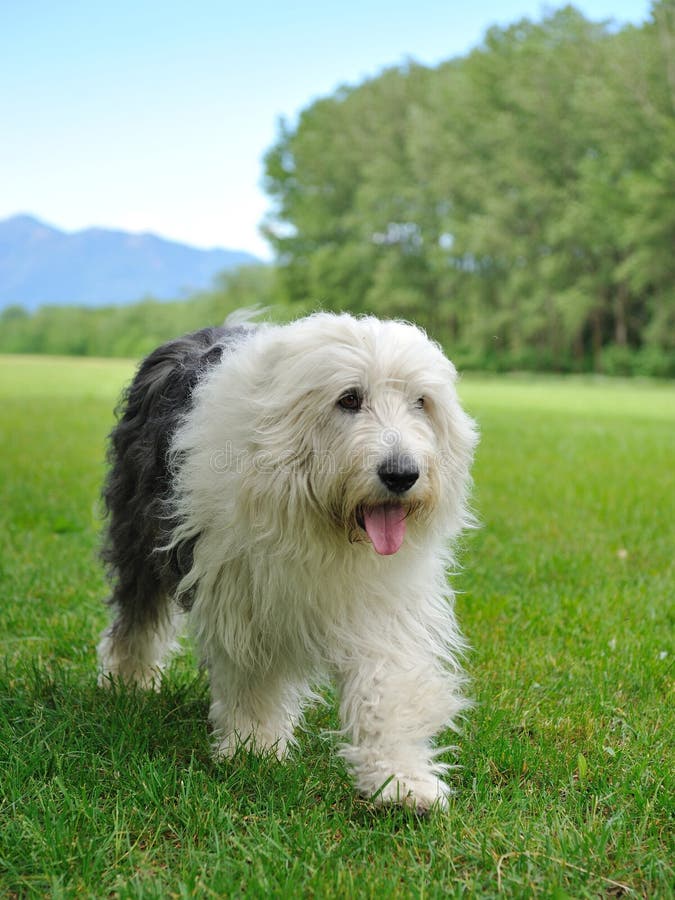 Big bobtail old english shipdog breed dog outdoors