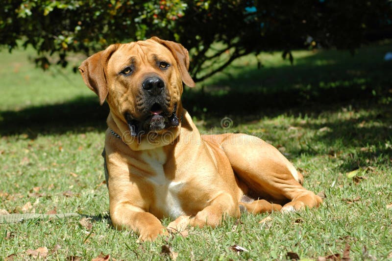 A beautiful big African Boerboel dog head portrait with alert expression in the face. He is lying with his full body in the grass and is watching other dogs in the park outdoors. A beautiful big African Boerboel dog head portrait with alert expression in the face. He is lying with his full body in the grass and is watching other dogs in the park outdoors.