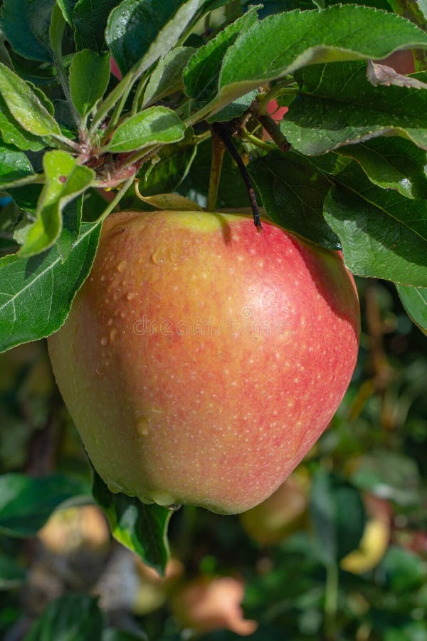 Big Braeburn Apples Riping on the Apple Tree Stock Image Image of