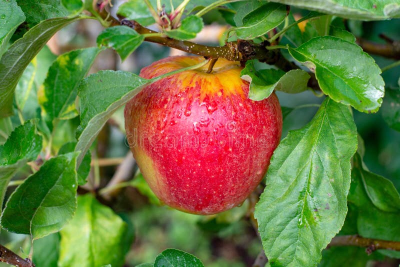 Big Braeburn Apples Riping on the Apple Tree Stock Image Image of