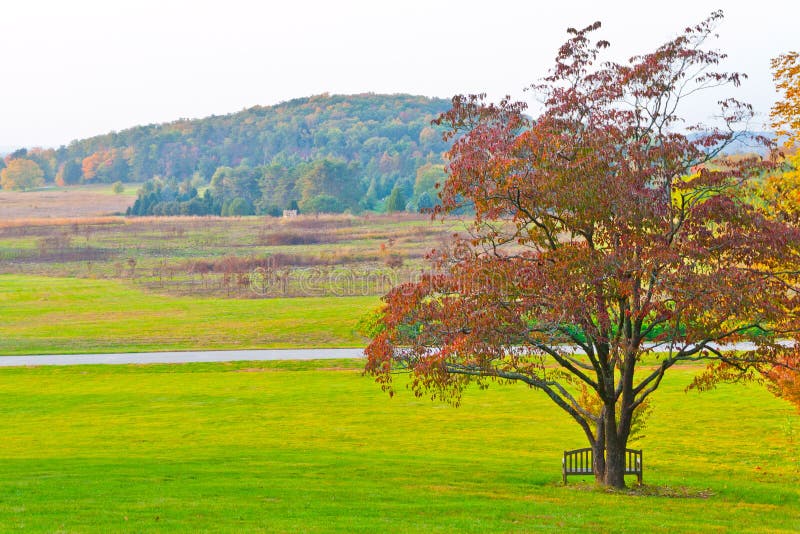 Big branchy autumn tree and green grass on a meadow around.