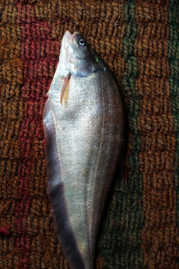 Big Bronze Featherback Fish in Nice Blur Background HD, Fali Fish in