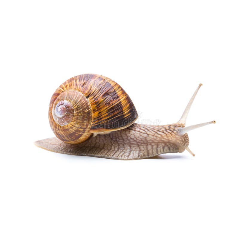 A big brown Achatina fulica snail creep away isolated on white background. Taken in Studio with a 5D mark III. A big brown Achatina fulica snail creep away isolated on white background. Taken in Studio with a 5D mark III