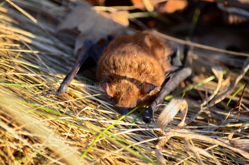 Big Brown Bat in winter stock image. Image of horizontal 109540391