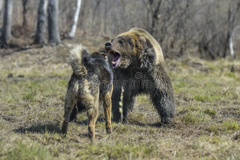 Russian Bear Fighting Dog