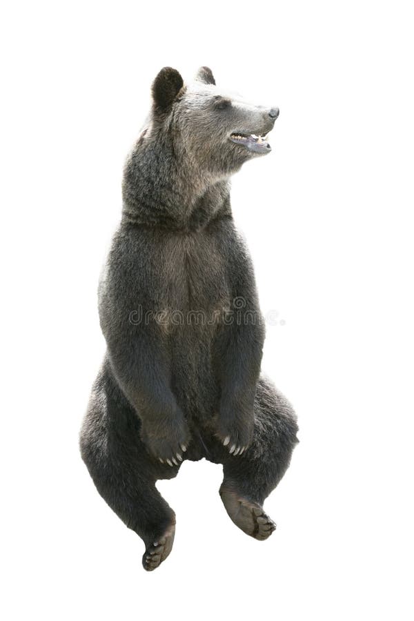 Big brown bear isolated on white background royalty free stock images