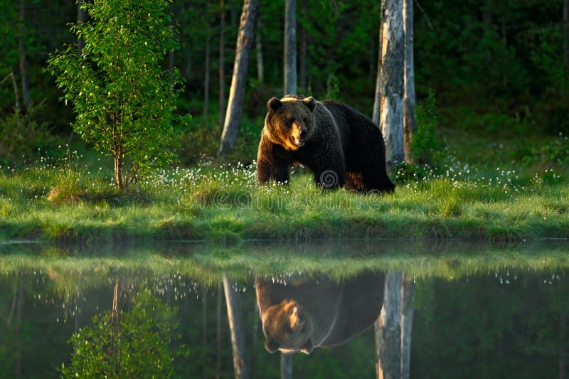 Veľký hnedý medveď kráčajúci okolo jazera v rannom slnku. Nebezpečné zviera v lese. Divoká scéna z Európy. Hnedý vták v t