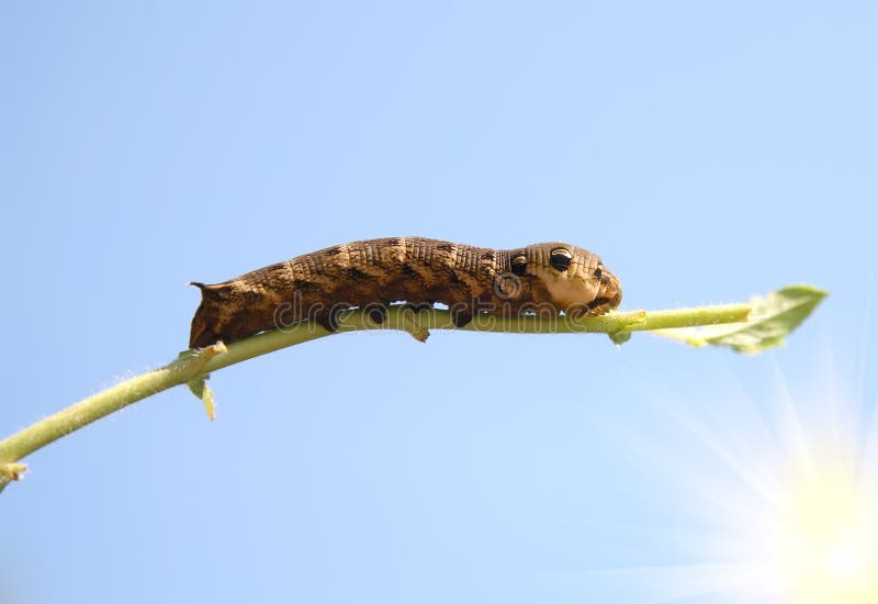 Big brown caterpillar c stock photo. Image of larva, creature 10909600
