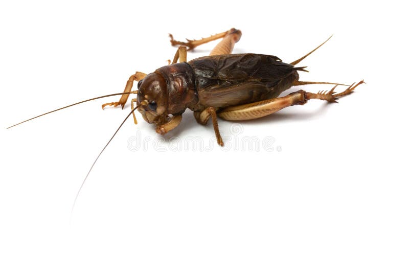 Big brown cricket insect stock image. Image of cricket 123700231