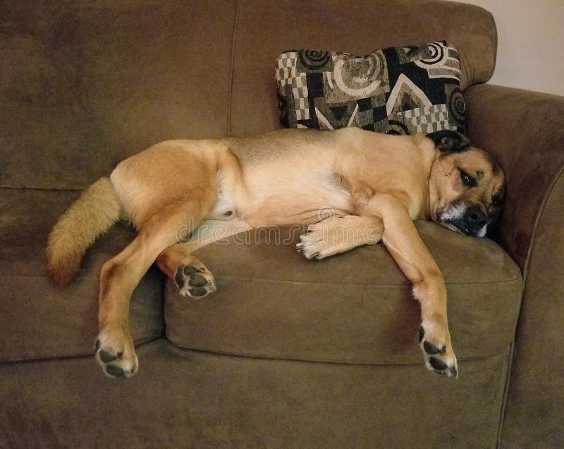 Big Brown Dog Sleeping On Brown Sofa Stock Image Image Of Lazy Sofa