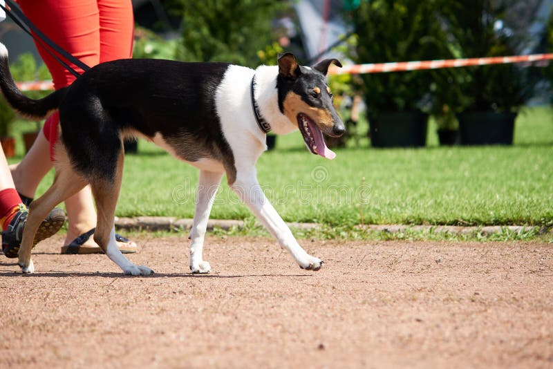 Big brown dogs on leash stock photo. Image of adorable 97689138